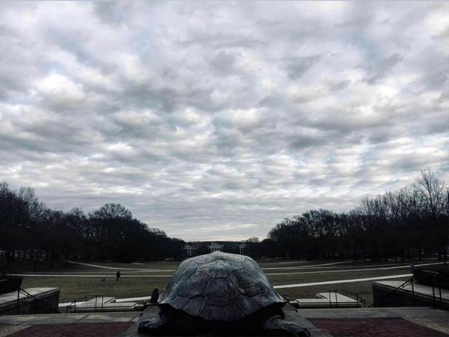 Turtle on the quad