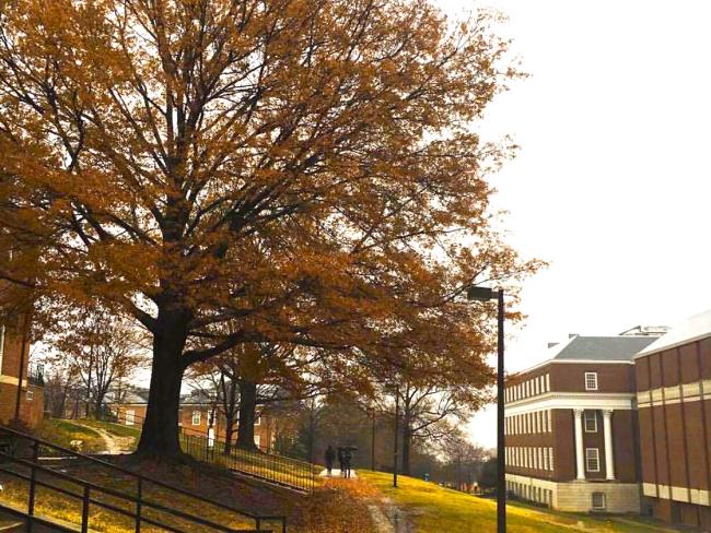 Fall trees on campus